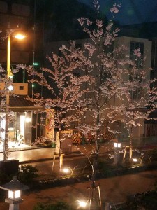 2017夜桜１